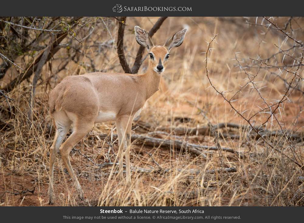Steenbok in Balule Nature Reserve, South Africa