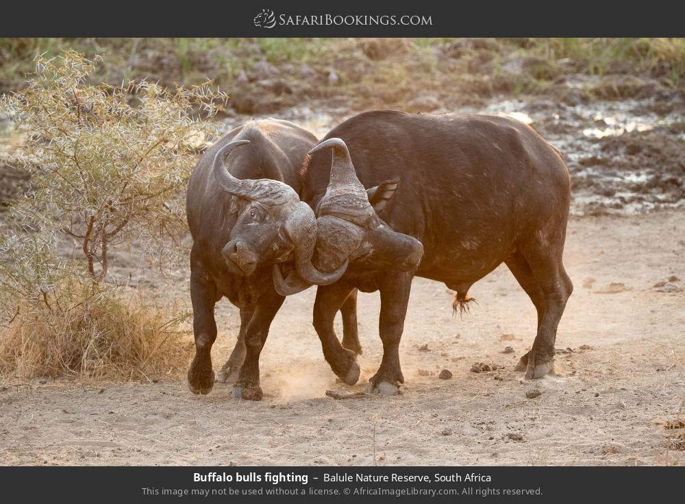 Buffalo bulls fighting in Balule Nature Reserve, South Africa
