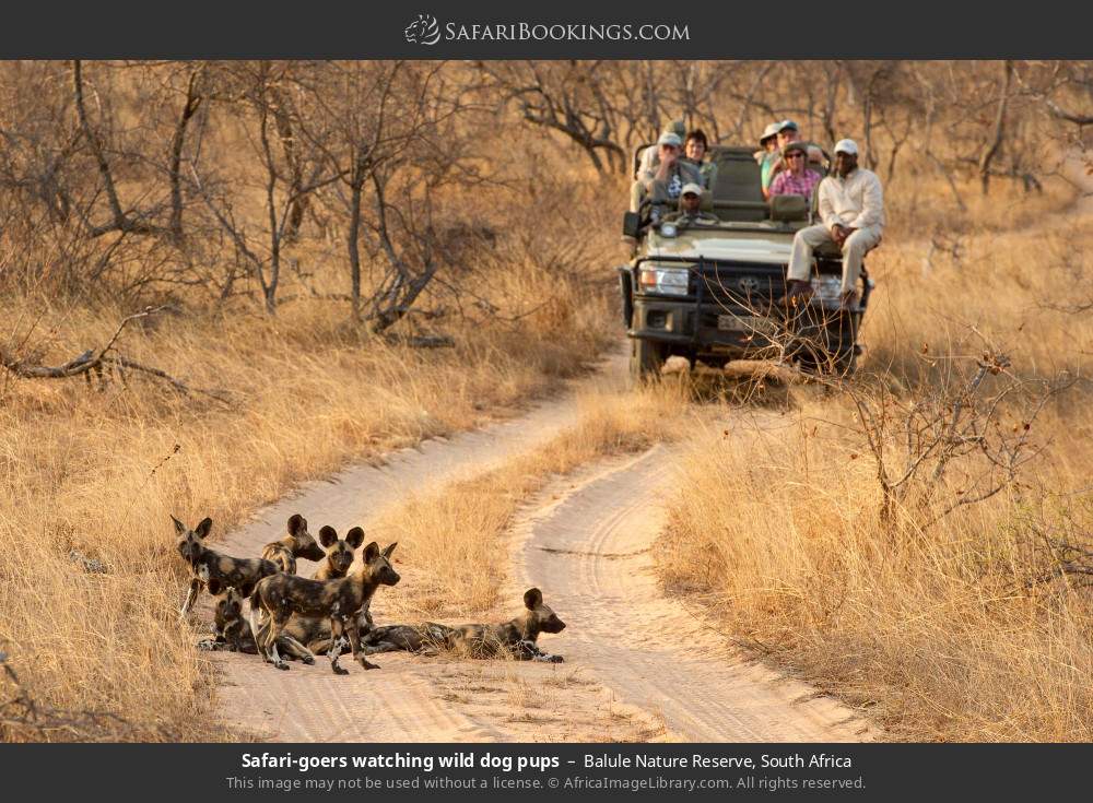 Safari-goers watching wild dog pups in Balule Nature Reserve, South Africa