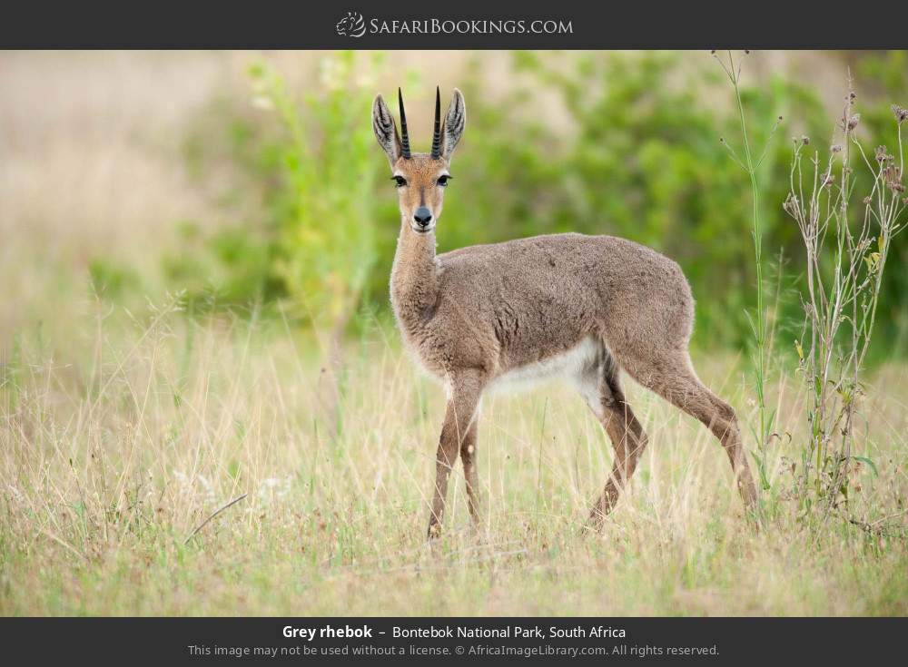 Grey rhebok in Bontebok National Park, South Africa