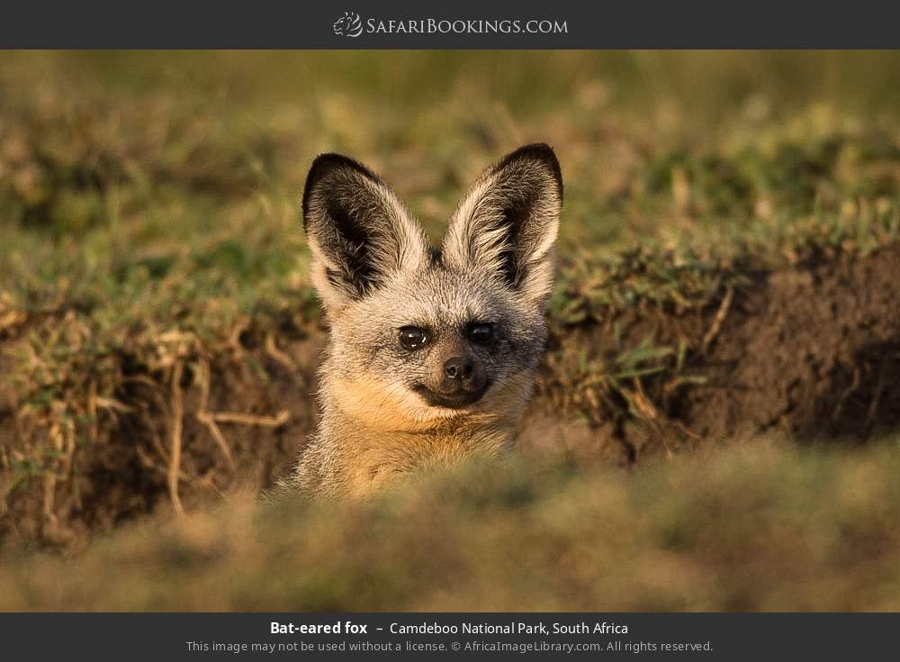 Bat-eared fox in Camdeboo National Park, South Africa