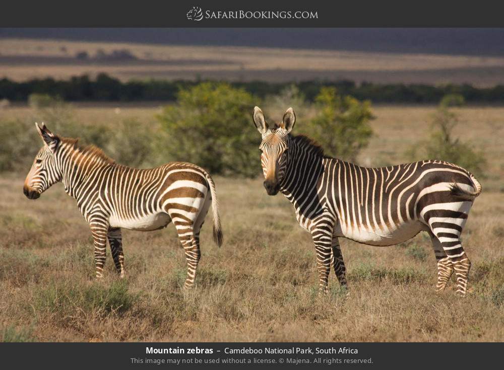 Mountain zebras in Camdeboo National Park, South Africa