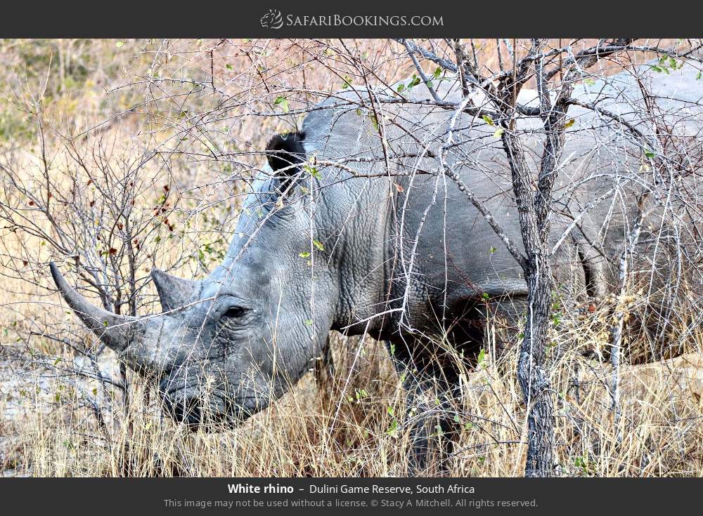 White rhino in Dulini Game Reserve, South Africa