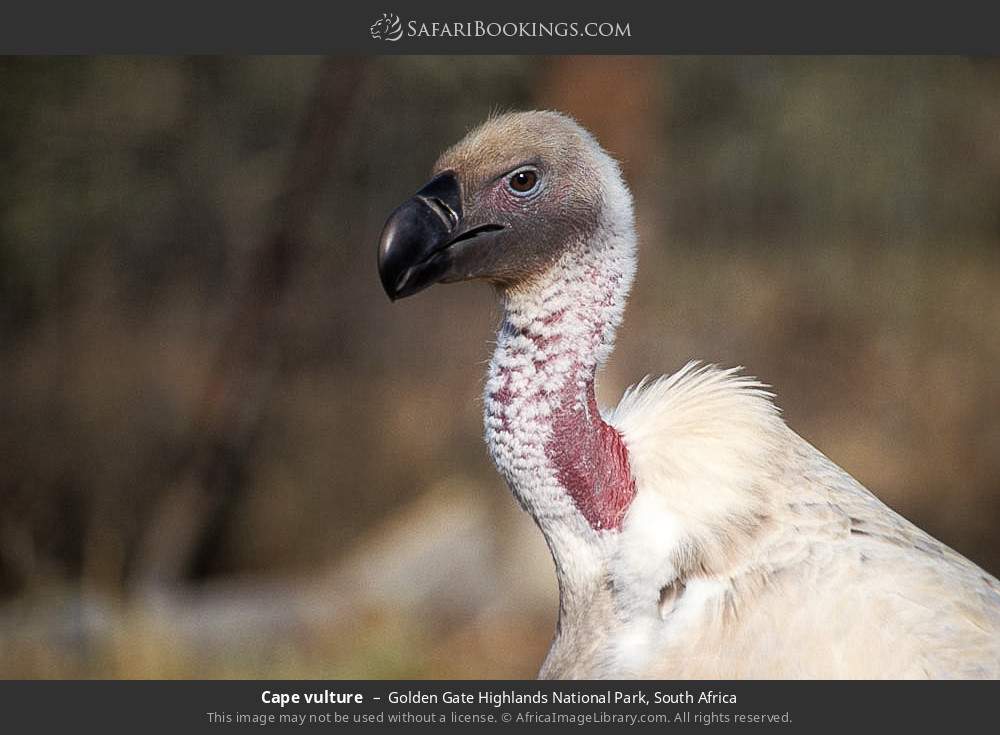 Cape vulture in Golden Gate Highlands National Park, South Africa