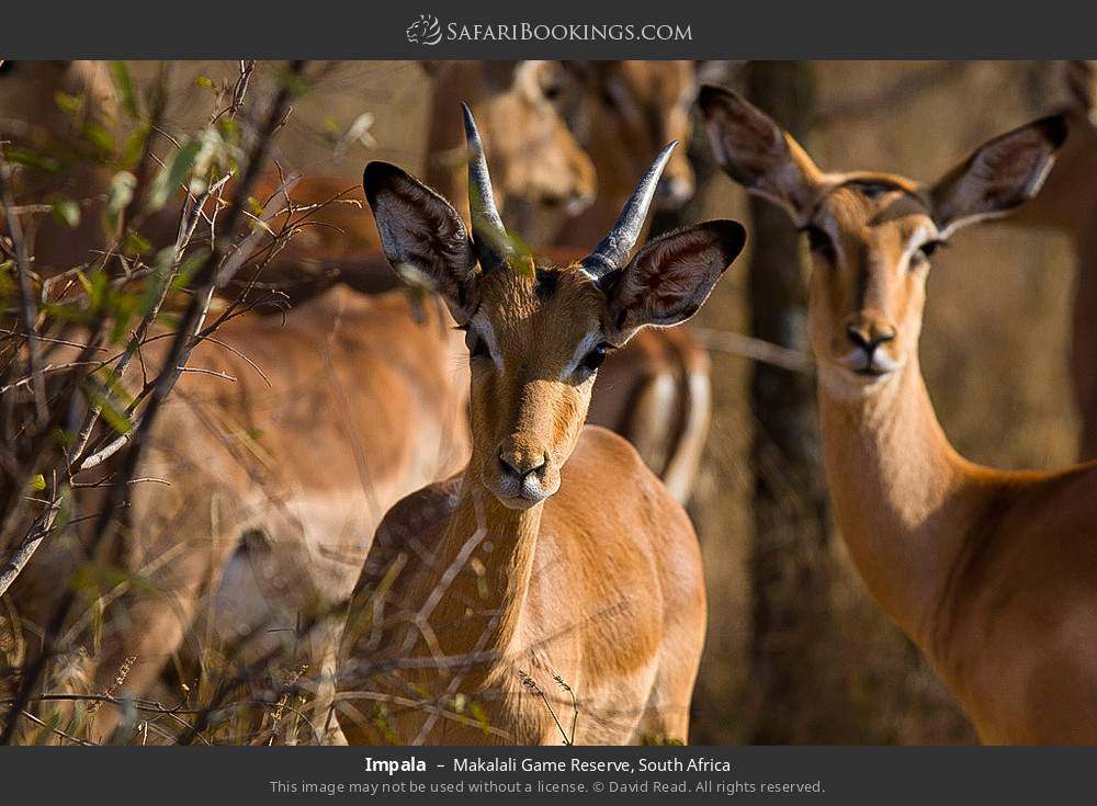 Impalas in Greater Makalali Private Game Reserve, South Africa