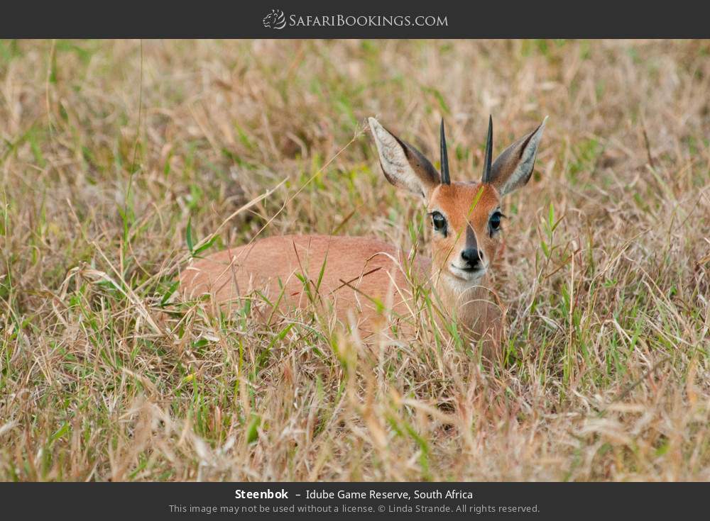 Steenbok in Idube Game Reserve, South Africa