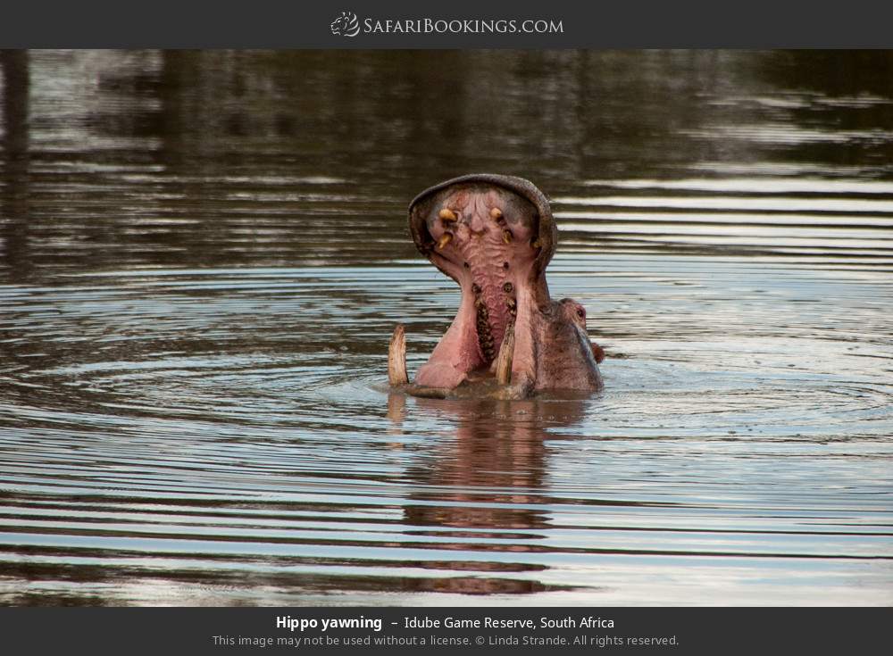 Hippo yawning in Idube Game Reserve, South Africa