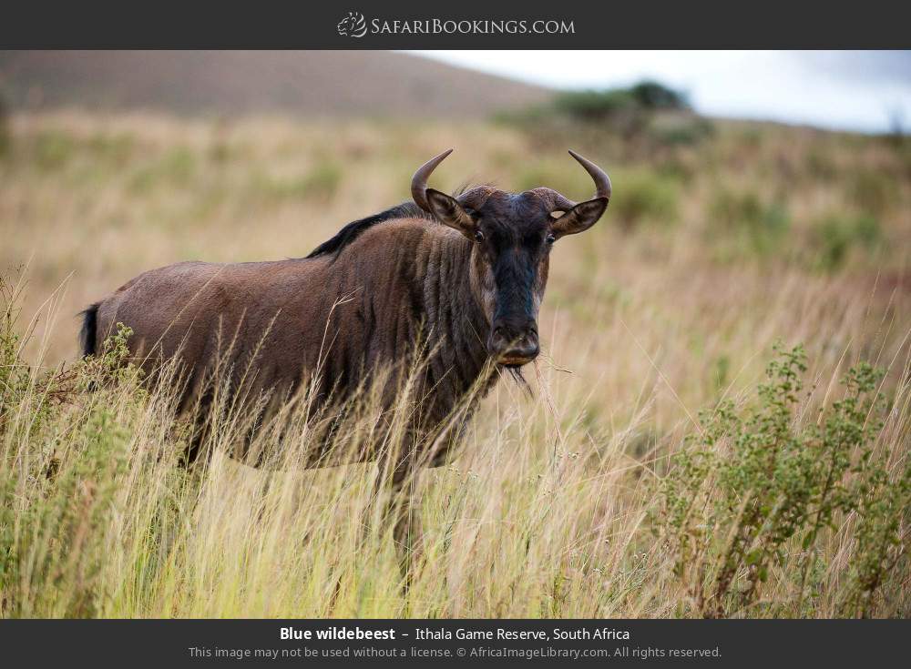 Blue wildebeest in Ithala Game Reserve, South Africa