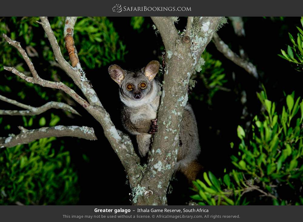 Greater galago in Ithala Game Reserve, South Africa
