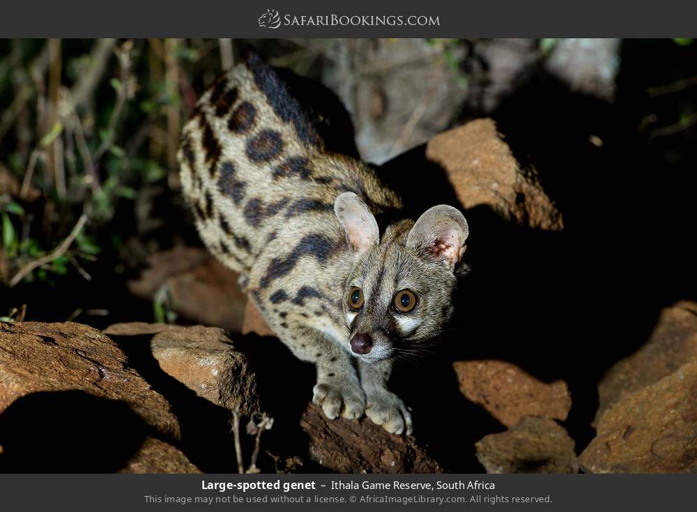 Large-spotted genet in Ithala Game Reserve, South Africa