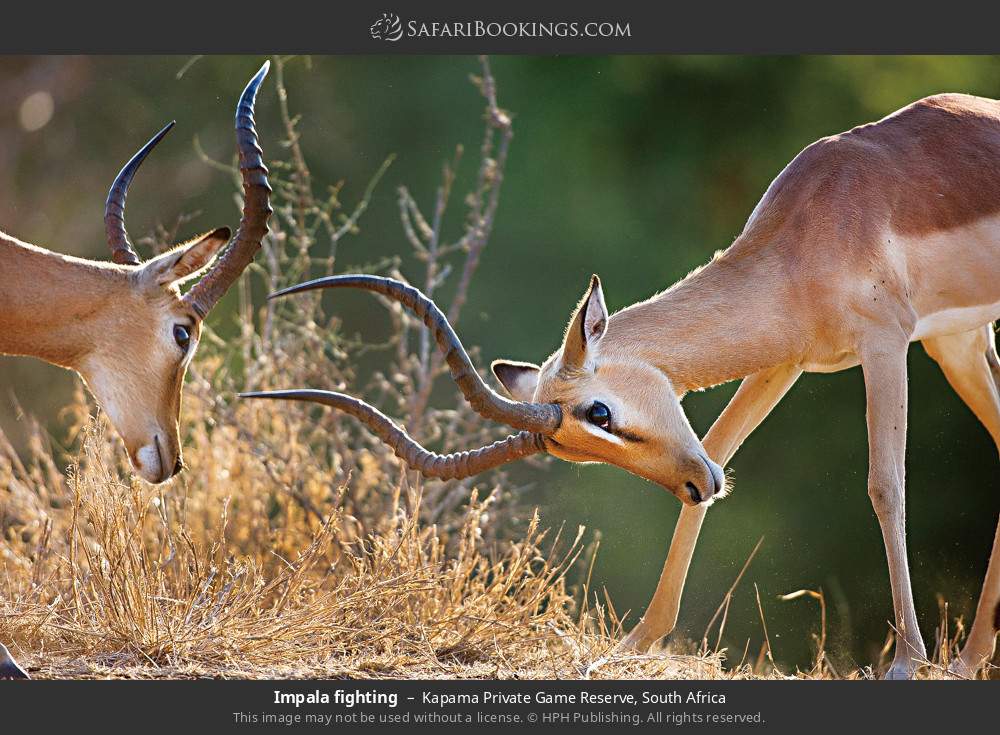 Impalas fighting in Kapama Private Game Reserve, South Africa