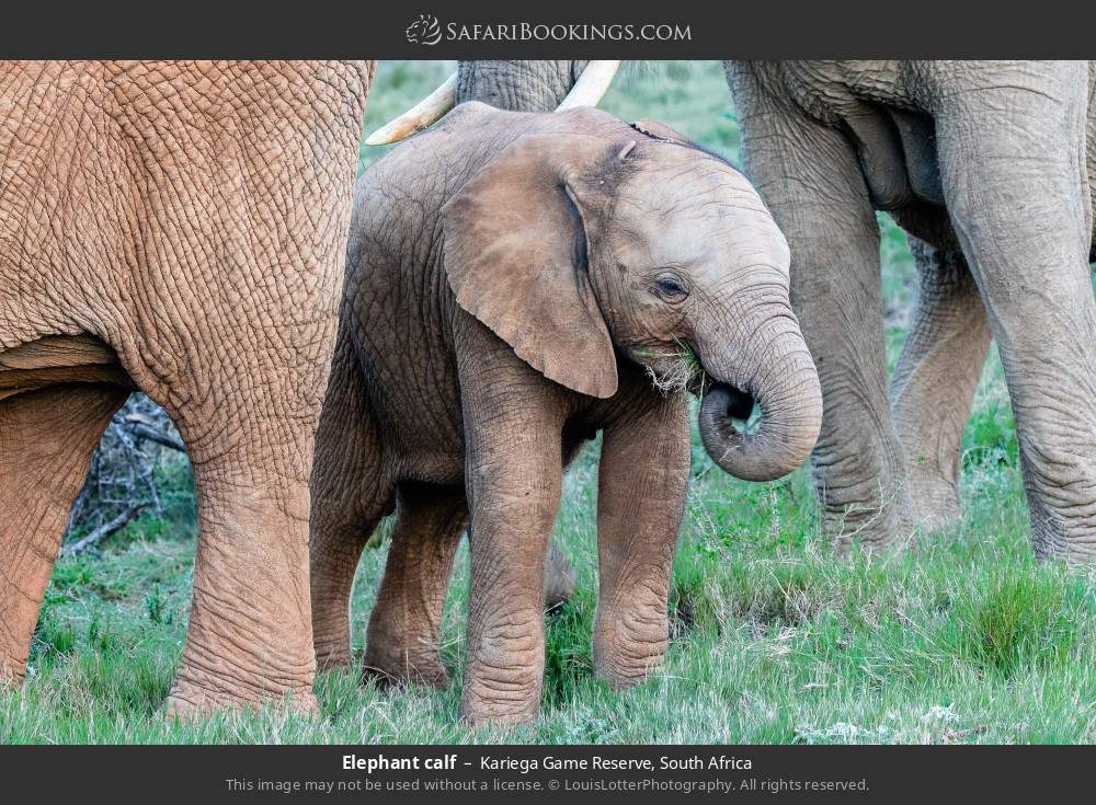 Elephant calf in Kariega Game Reserve, South Africa