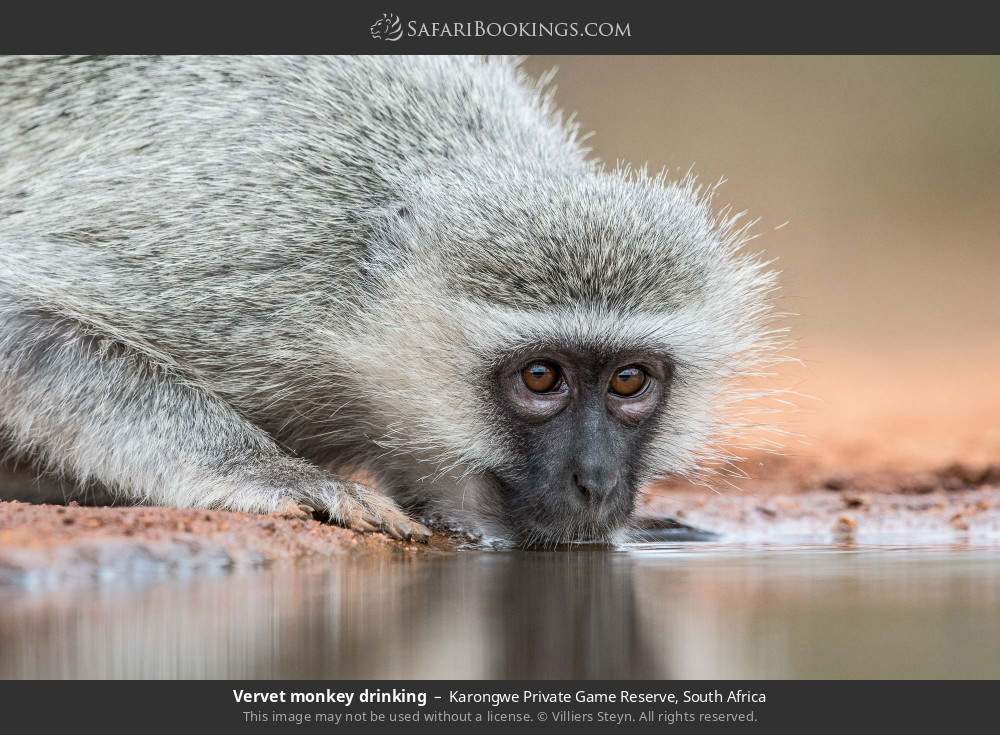 Vervet monkey drinking in Karongwe Private Game Reserve, South Africa