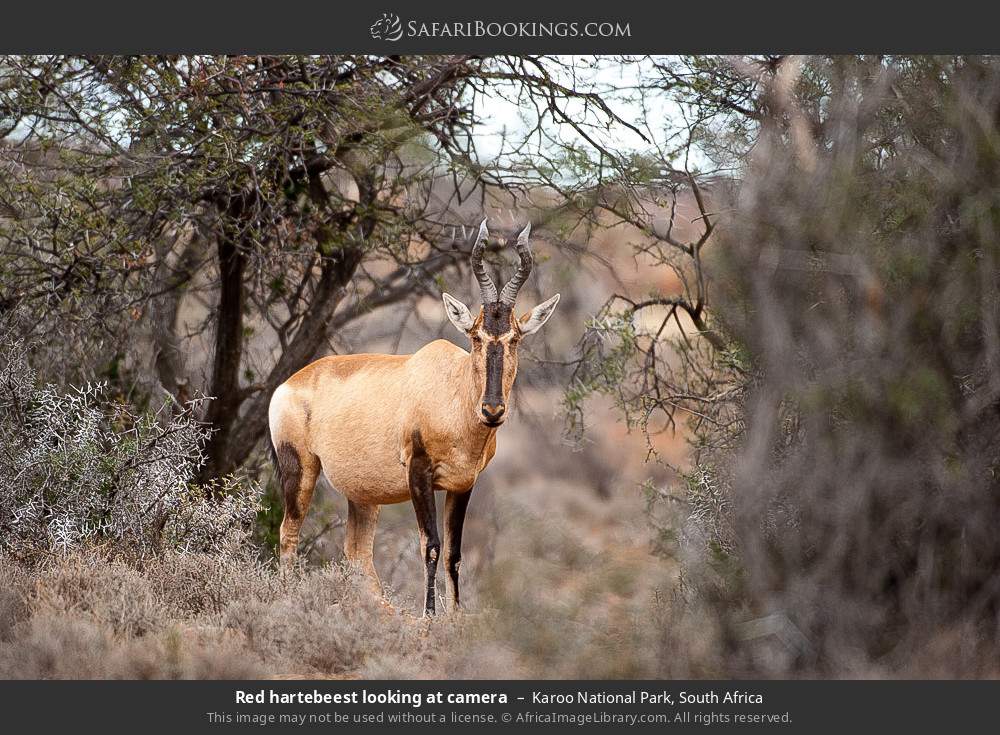 Red hartebeest in Karoo National Park, South Africa