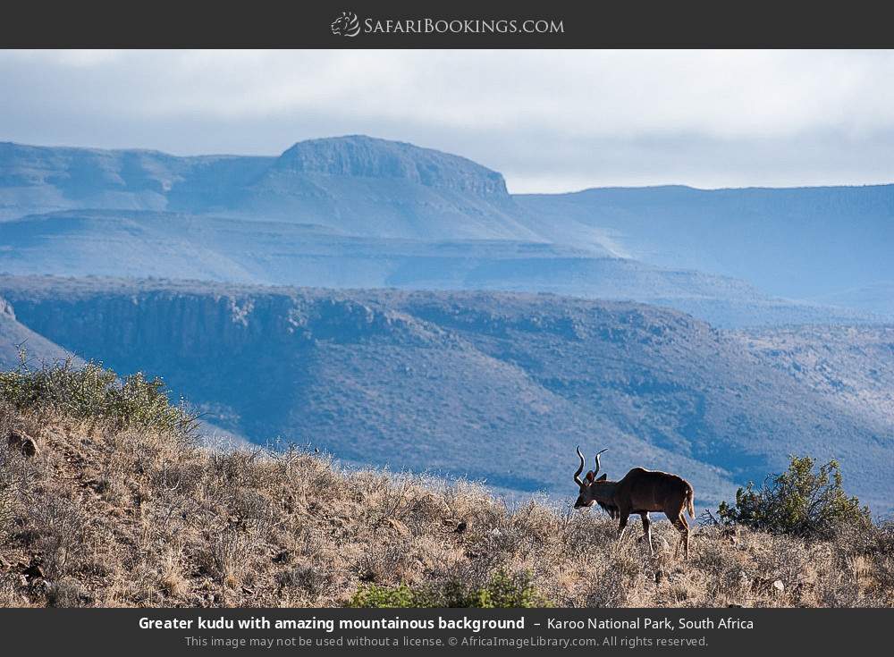 Greater kudu with amazing mountainous background in Karoo National Park, South Africa