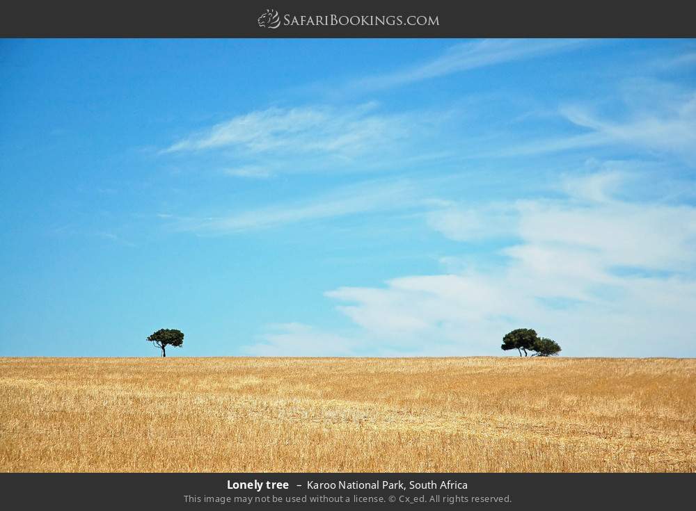 Lonely trees in Karoo National Park, South Africa