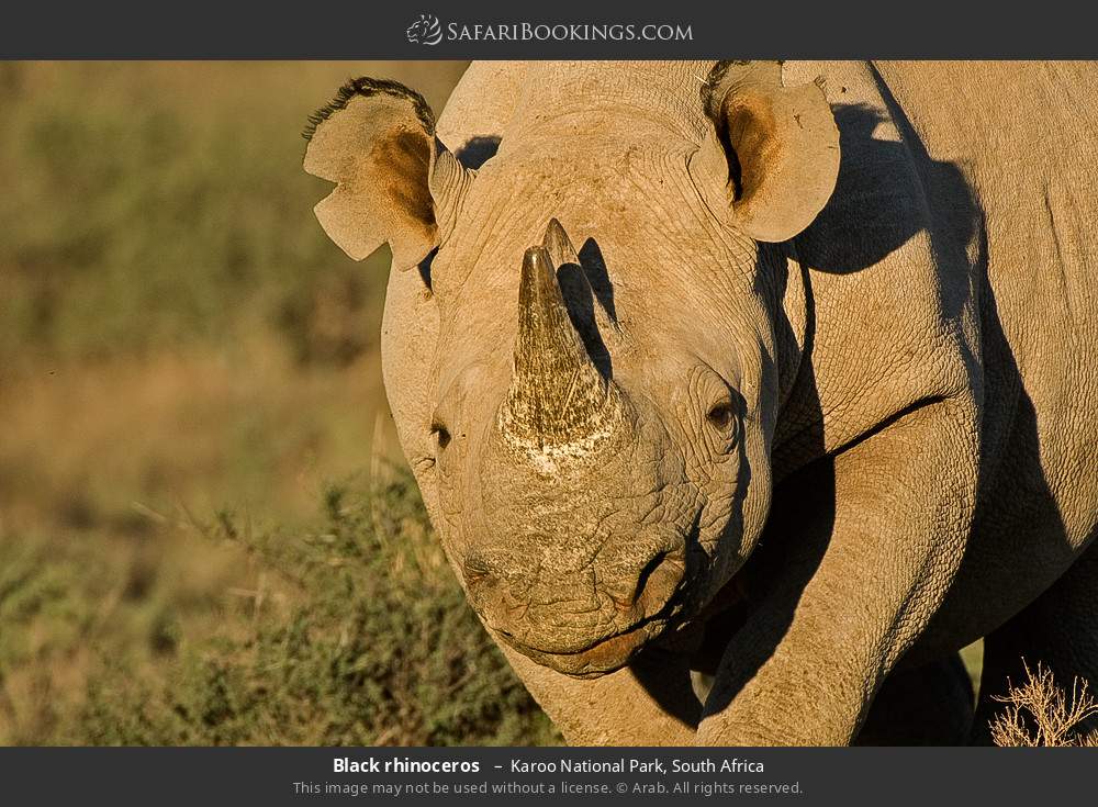 Black rhinoceros  in Karoo National Park, South Africa