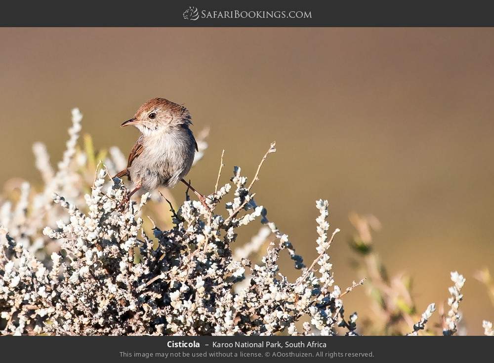 Cisticola in Karoo National Park, South Africa
