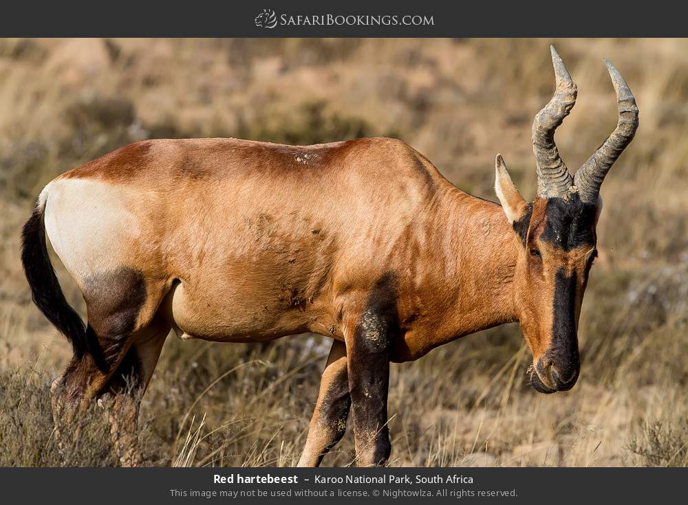 Red hartebeest in Karoo National Park, South Africa