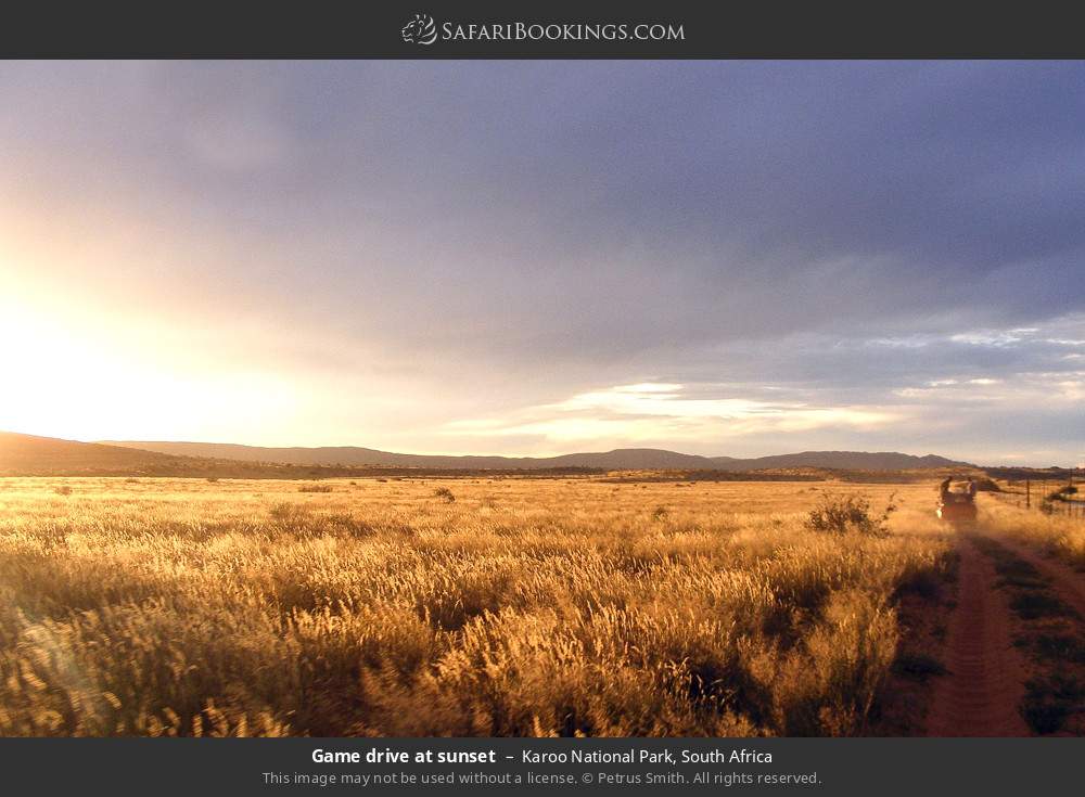 Game drive at sunset in Karoo National Park, South Africa