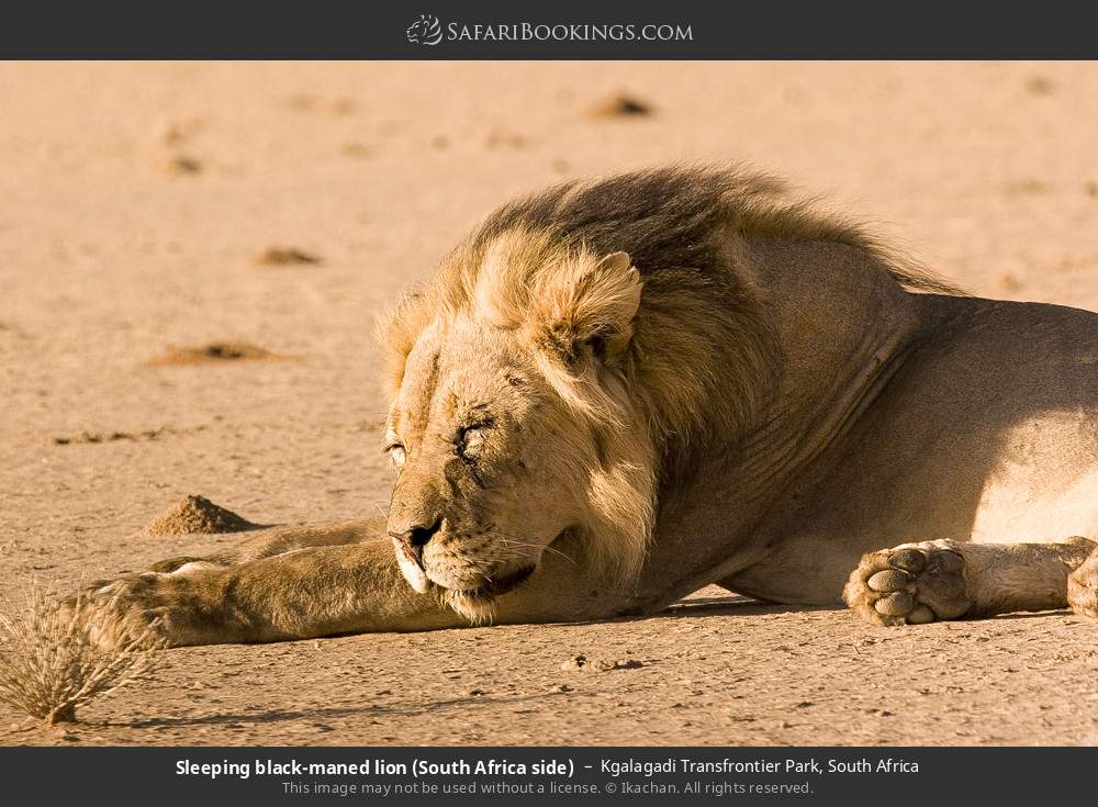 Sleeping black-maned lion in Kgalagadi Transfrontier Park, South Africa