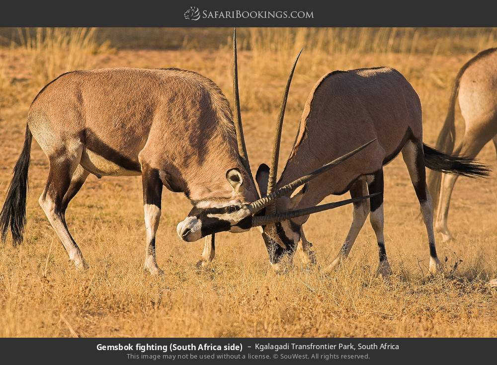 Gemsbok fighting in Kgalagadi Transfrontier Park, South Africa