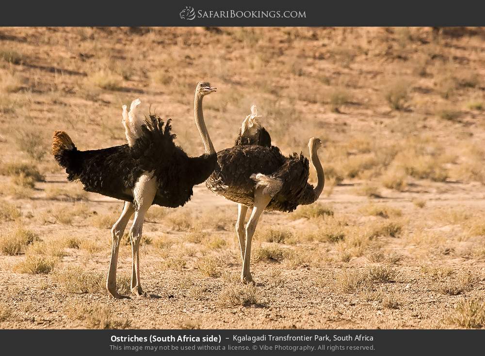 Ostriches in Kgalagadi Transfrontier Park, South Africa