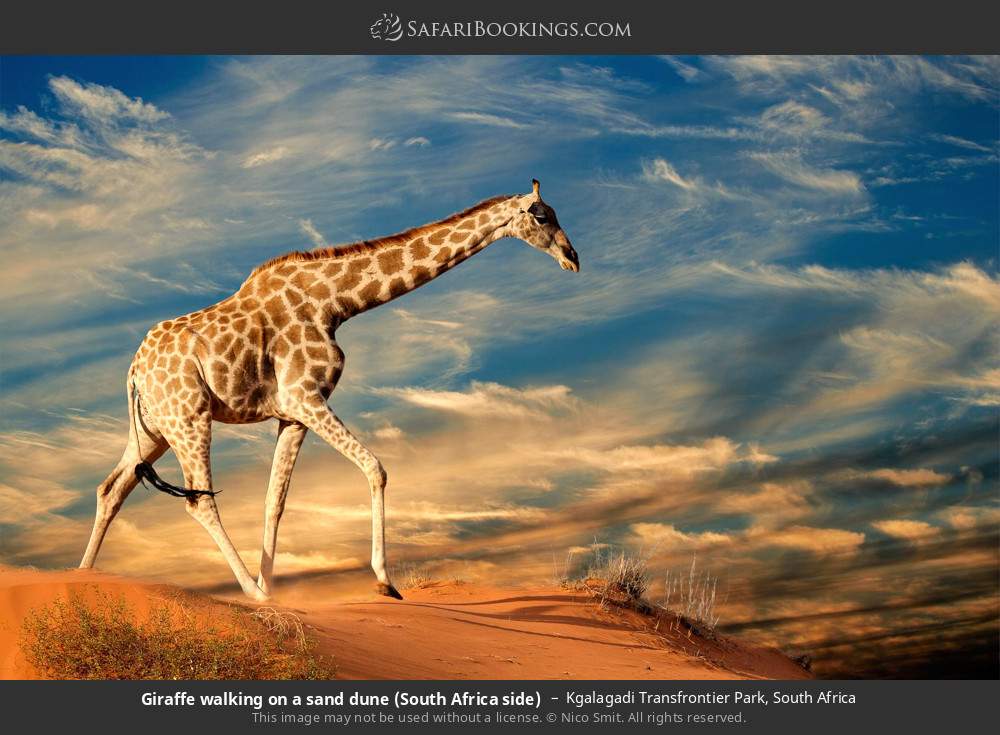 Giraffe walking on a sand dune in Kgalagadi Transfrontier Park, South Africa