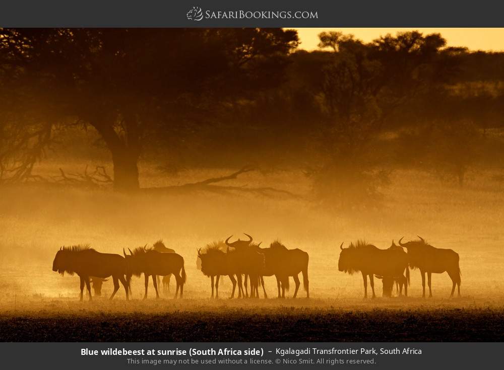 Blue wildebeest at sunrise in Kgalagadi Transfrontier Park, South Africa