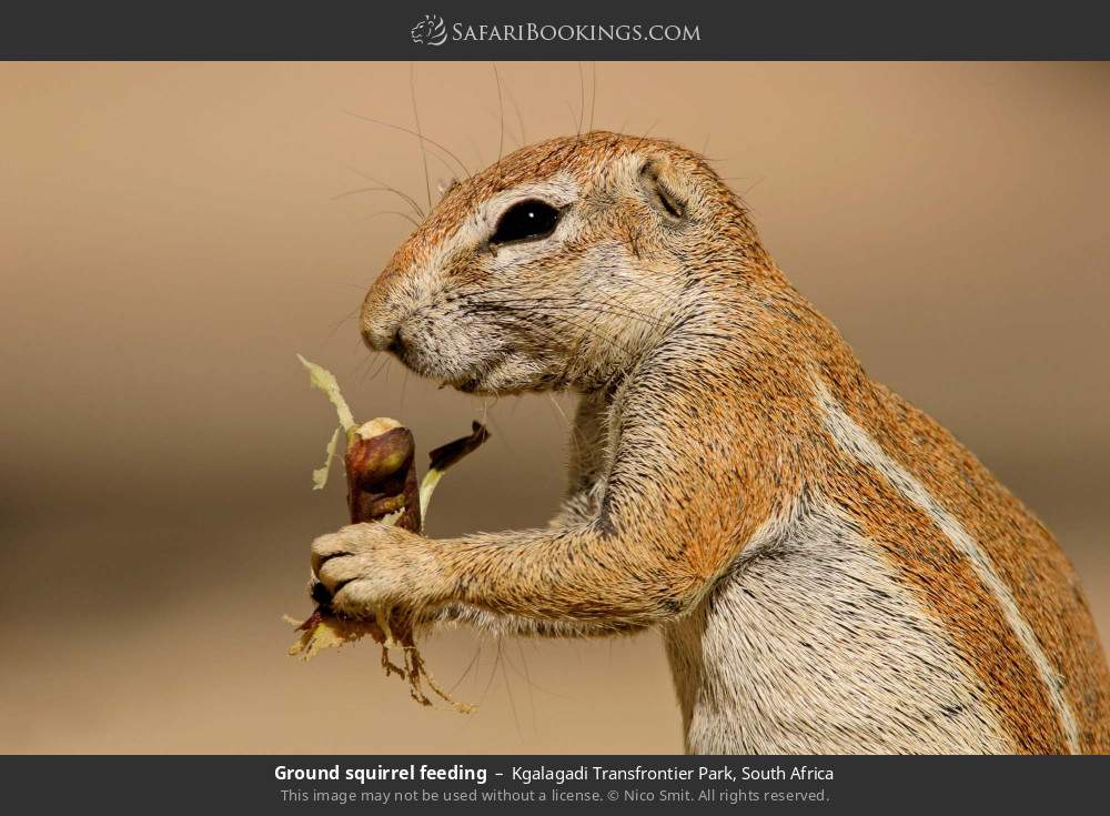 Ground squirrel feeding in Kgalagadi Transfrontier Park, South Africa