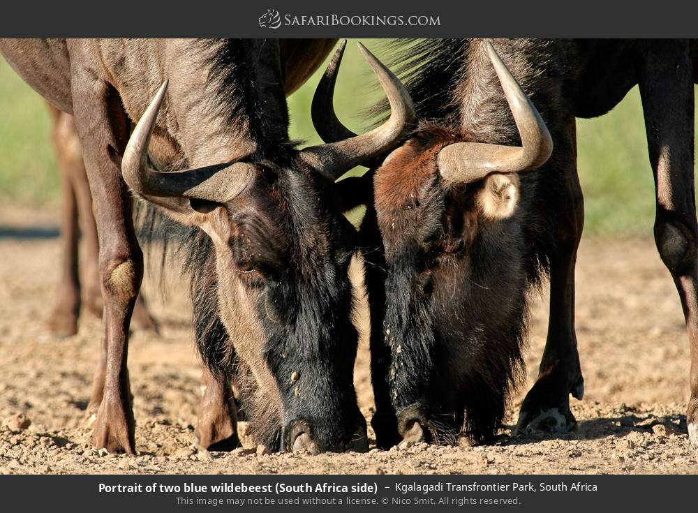 Blue wildebeest in Kgalagadi Transfrontier Park, South Africa