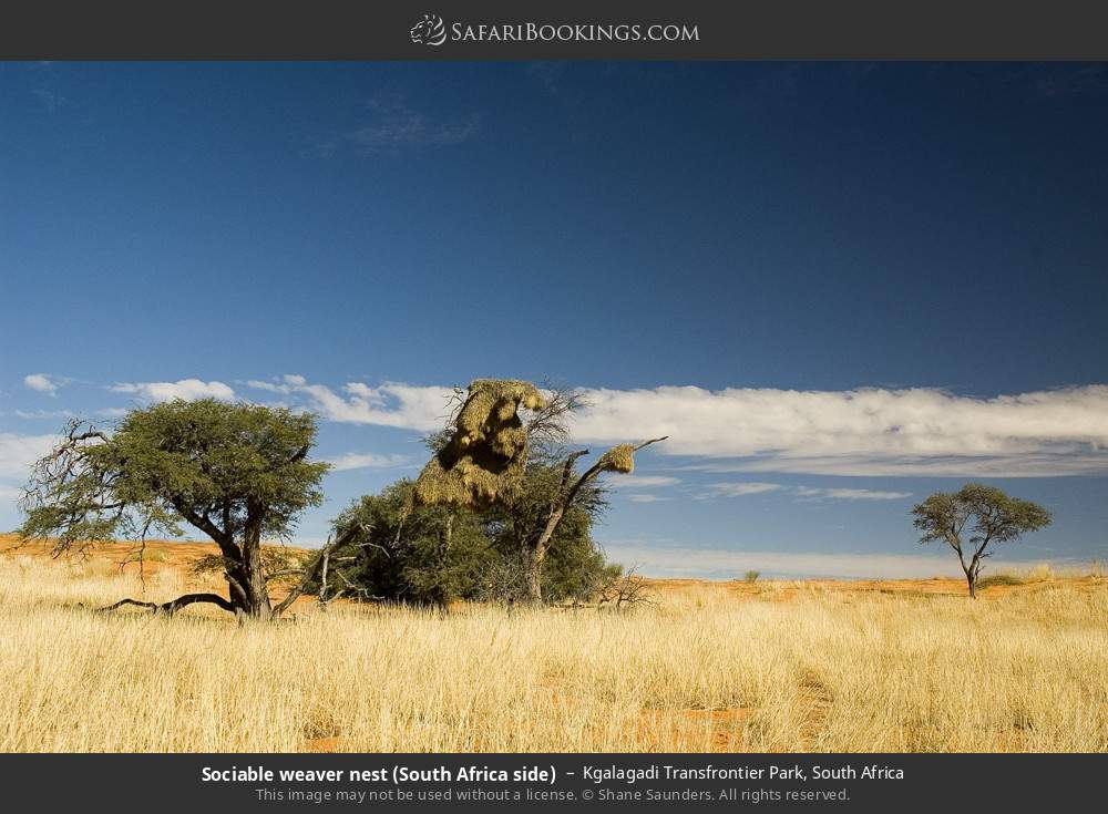 Sociable weaver nest in Kgalagadi Transfrontier Park, South Africa