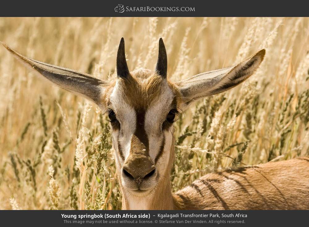 Young springbok in Kgalagadi Transfrontier Park, South Africa