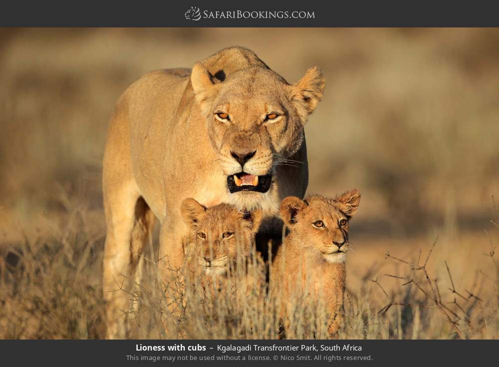 Lioness with cubs in Kgalagadi Transfrontier Park, South Africa