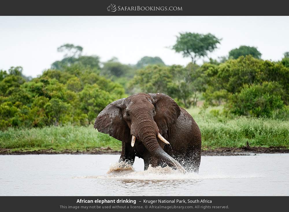 African elephant drinking in Kruger National Park, South Africa