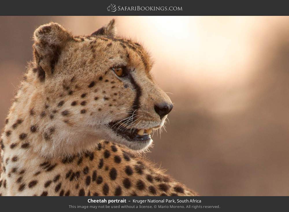Cheetah portrait in Kruger National Park, South Africa