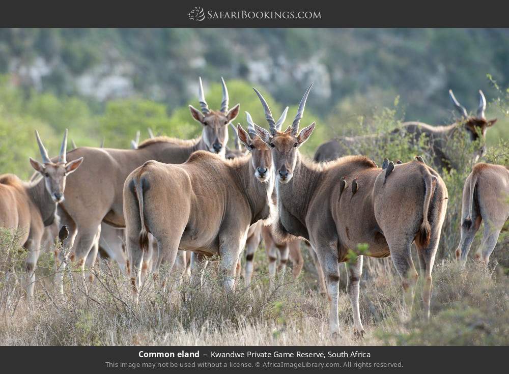 Common eland in Kwandwe Private Game Reserve, South Africa