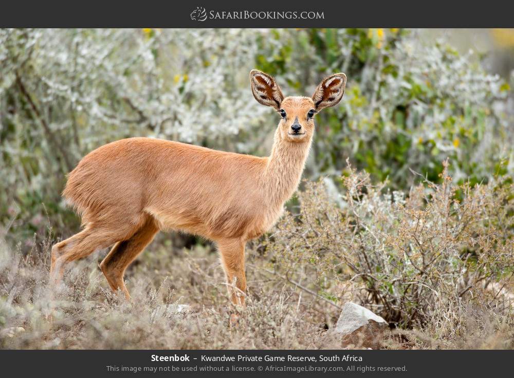 Steenbok in Kwandwe Private Game Reserve, South Africa