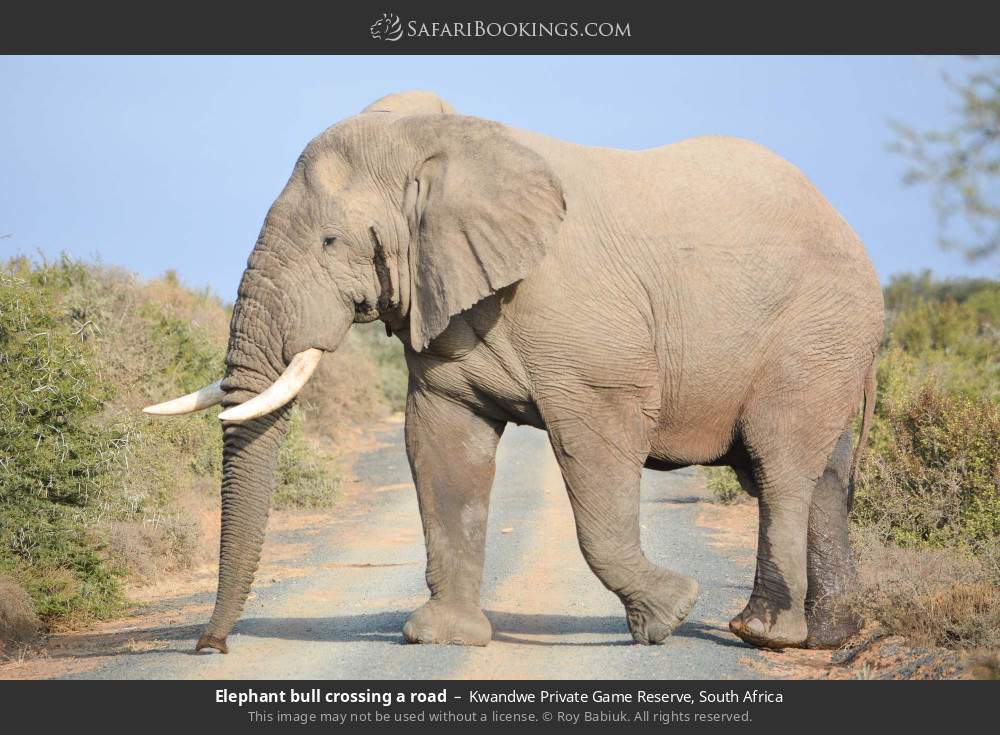 Elephant bull crossing a road in Kwandwe Private Game Reserve, South Africa