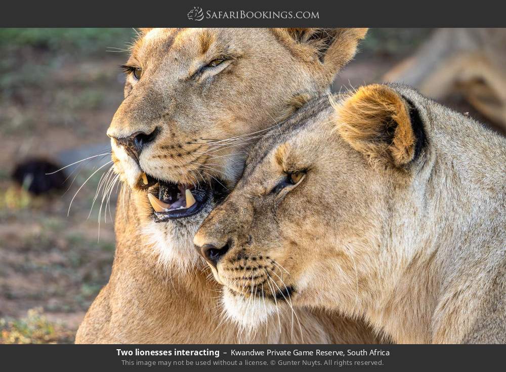 Two lionesses interacting in Kwandwe Private Game Reserve, South Africa