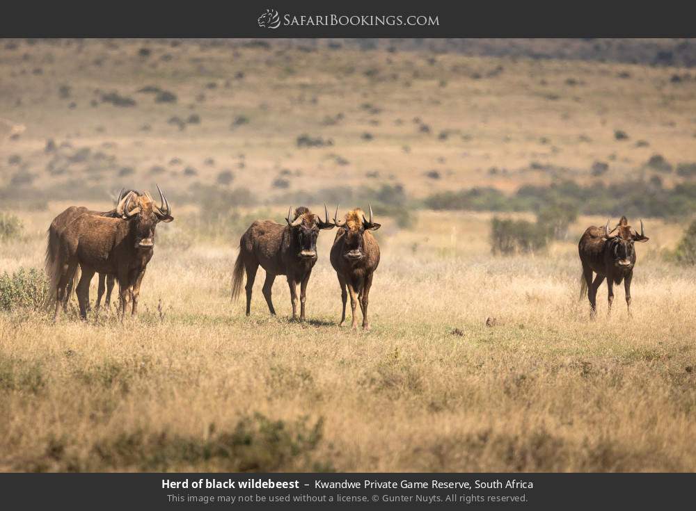 Herd of black wildebeest in Kwandwe Private Game Reserve, South Africa