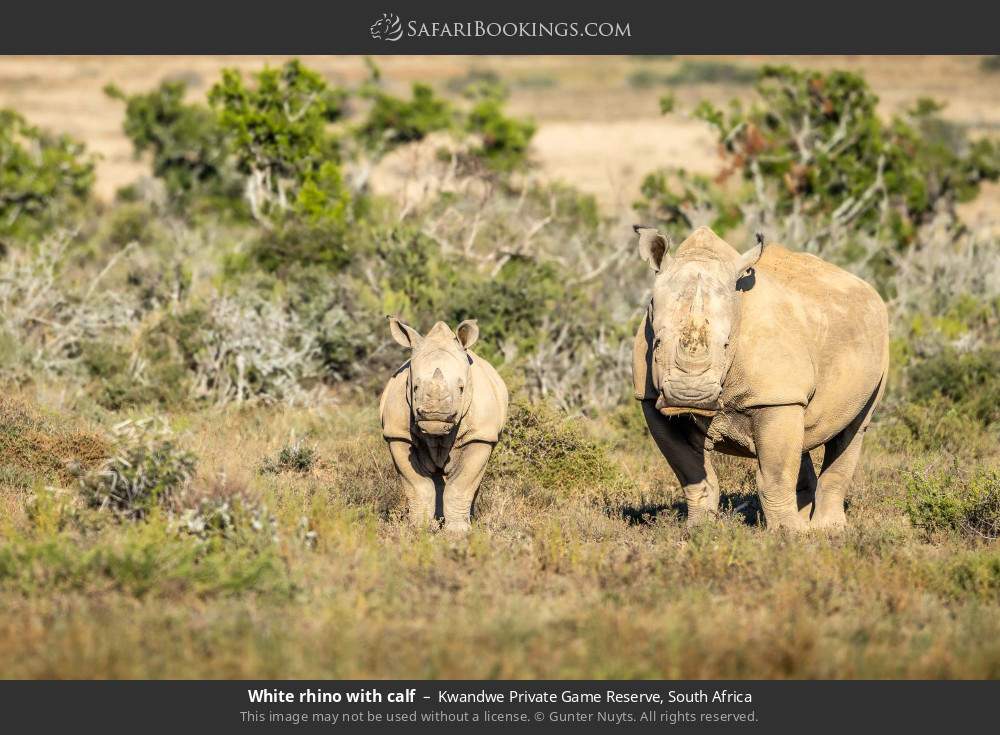 White rhino with calf in Kwandwe Private Game Reserve, South Africa