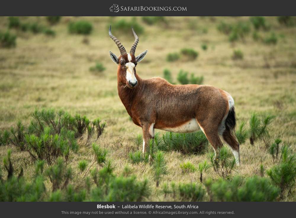Blesbok in Lalibela Wildlife Reserve, South Africa