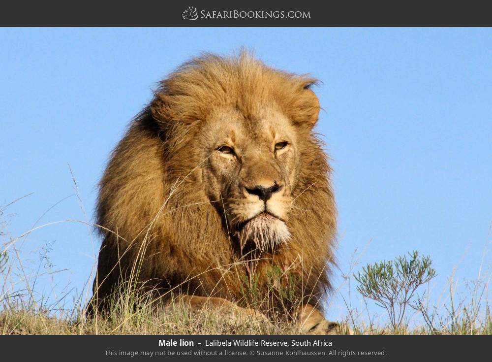 Male lion in Lalibela Wildlife Reserve, South Africa