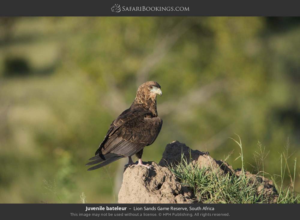 Juvenile bateleur in Lion Sands Game Reserve, South Africa