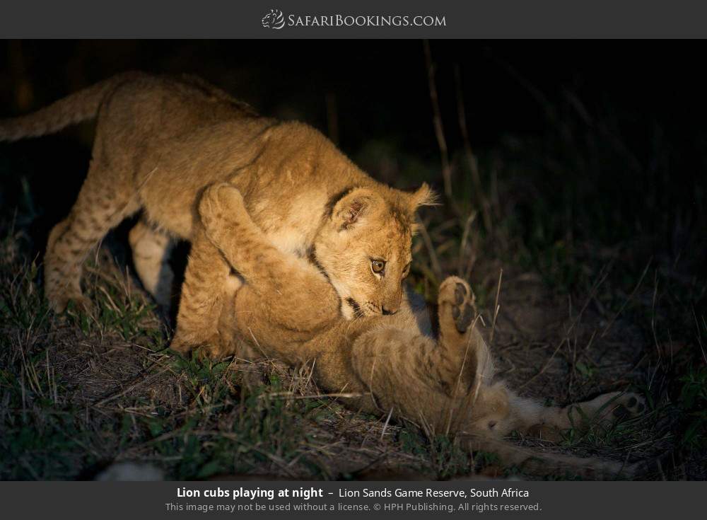 Lion cubs playing at night in Lion Sands Game Reserve, South Africa