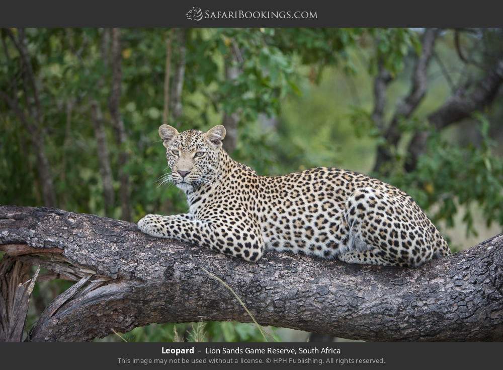 Leopard in Lion Sands Game Reserve, South Africa