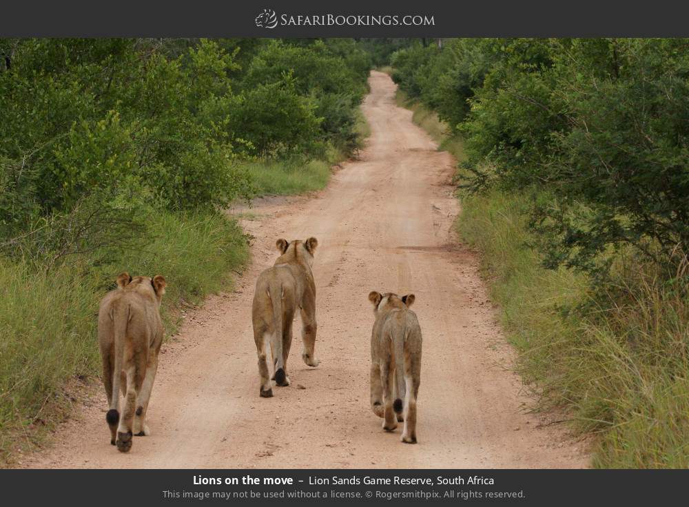 Lions on the move in Lion Sands Game Reserve, South Africa
