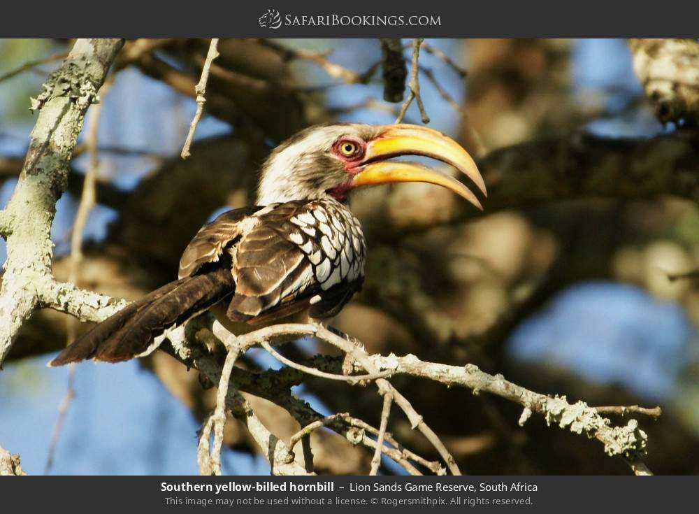 Southern yellow-billed hornbill in Lion Sands Game Reserve, South Africa