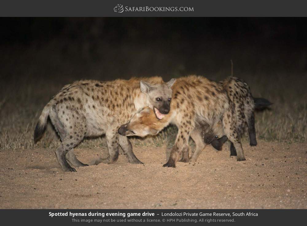 Spotted hyenas seen during a night drive in Londolozi Private Game Reserve, South Africa